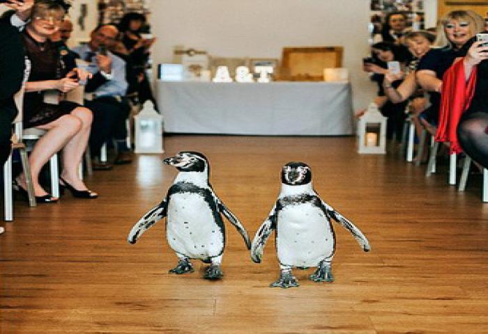 Pinguin Mengawal Pernikahan Pengantin